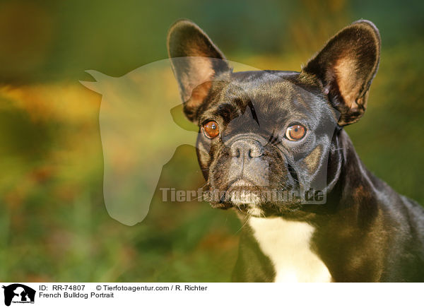 French Bulldog Portrait / RR-74807