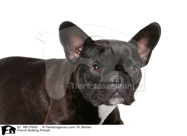 French Bulldog Portrait / RR-75695