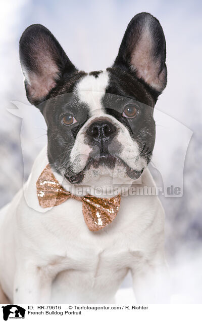 Franzsische Bulldogge Portrait / French Bulldog Portrait / RR-79616