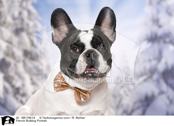 Franzsische Bulldogge Portrait / French Bulldog Portrait / RR-79619
