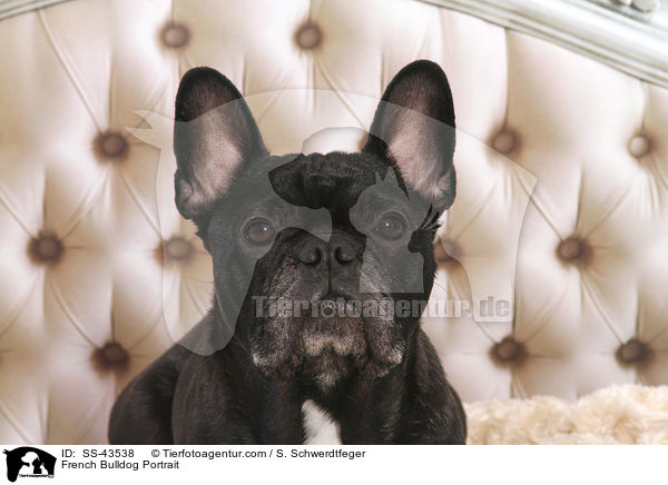 French Bulldog Portrait / SS-43538