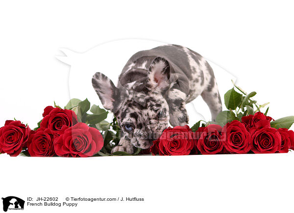 French Bulldog Puppy / JH-22602