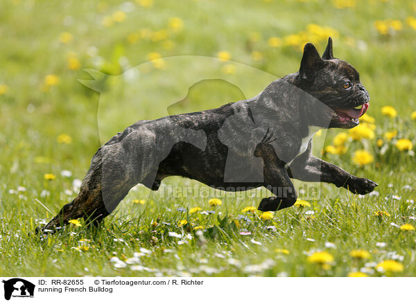 rennende Franzsische Bulldogge / running French Bulldog / RR-82655