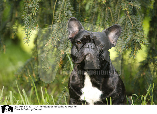 Franzsische Bulldogge Portrait / French Bulldog Portrait / RR-83413