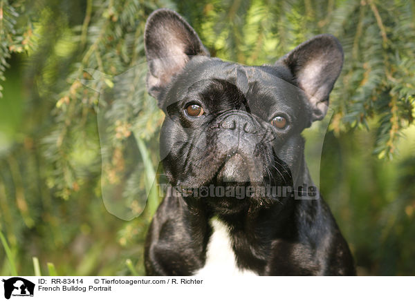 Franzsische Bulldogge Portrait / French Bulldog Portrait / RR-83414