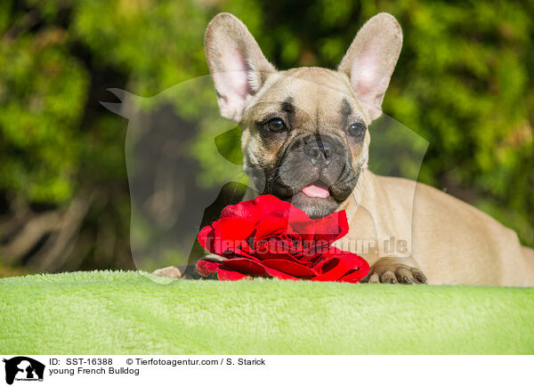 young French Bulldog / SST-16388