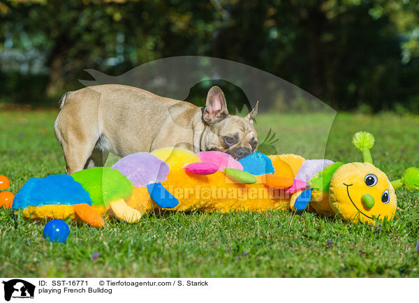 spielende Franzsische Bulldogge / playing French Bulldog / SST-16771