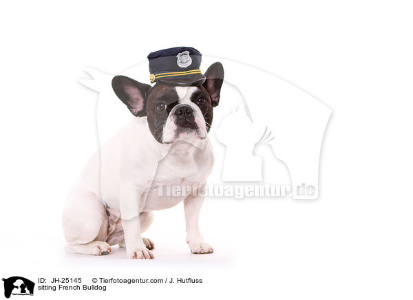 sitzende Franzsische Bulldogge / sitting French Bulldog / JH-25145