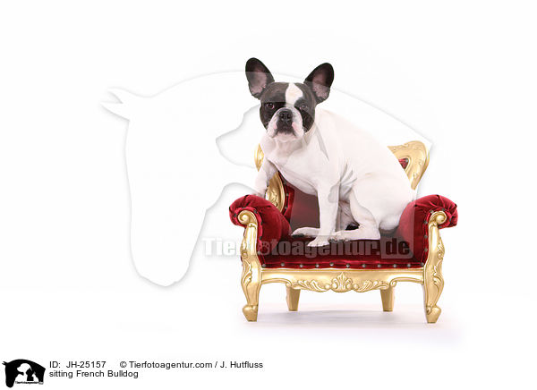 sitzende Franzsische Bulldogge / sitting French Bulldog / JH-25157