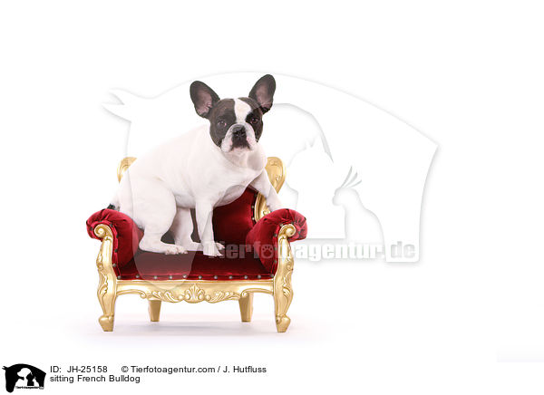 sitzende Franzsische Bulldogge / sitting French Bulldog / JH-25158
