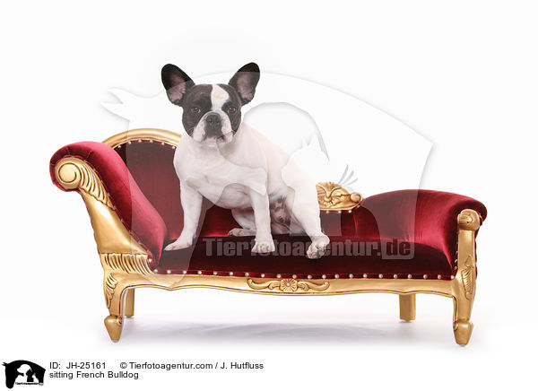 sitzende Franzsische Bulldogge / sitting French Bulldog / JH-25161