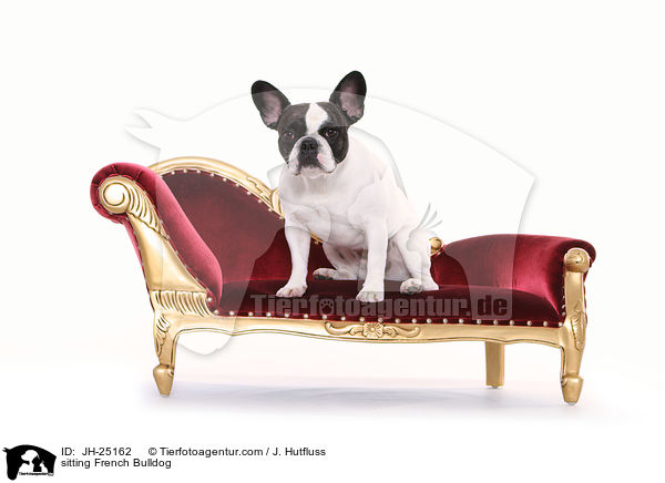 sitzende Franzsische Bulldogge / sitting French Bulldog / JH-25162
