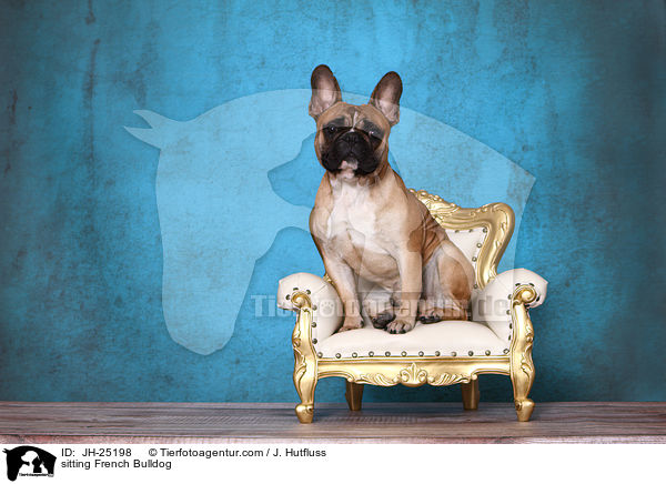 sitzende Franzsische Bulldogge / sitting French Bulldog / JH-25198