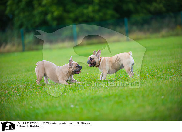 2 Franzsische Bulldoggen / 2 French Bulldogs / SST-17394