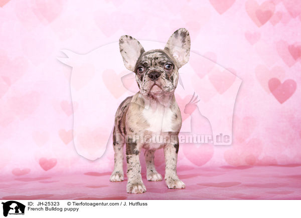 Franzsische Bulldogge Welpe im Studio / French Bulldog puppy / JH-25323