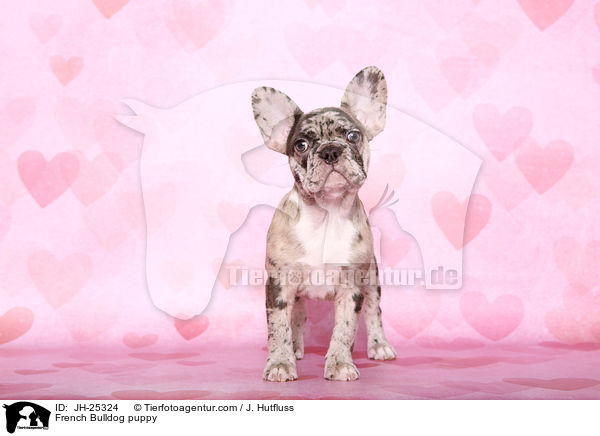 Franzsische Bulldogge Welpe im Studio / French Bulldog puppy / JH-25324