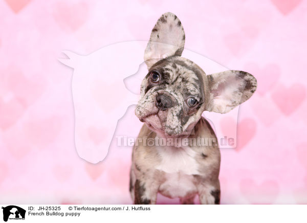 Franzsische Bulldogge Welpe im Studio / French Bulldog puppy / JH-25325