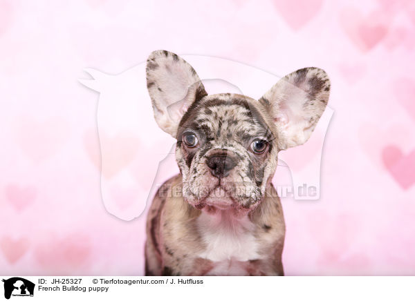 Franzsische Bulldogge Welpe im Studio / French Bulldog puppy / JH-25327