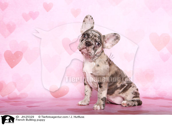 Franzsische Bulldogge Welpe im Studio / French Bulldog puppy / JH-25329
