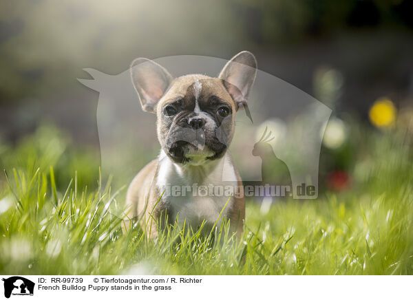 French Bulldog Puppy stands in the grass / RR-99739
