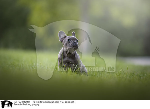Franzsische Bulldogge Welpe / French Bulldog puppy / VJ-01240