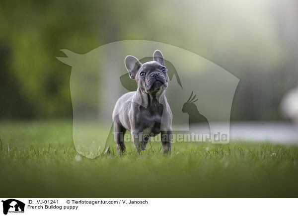 Franzsische Bulldogge Welpe / French Bulldog puppy / VJ-01241