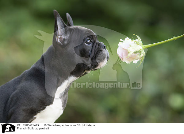 Franzsische Bulldogge Portrait / French Bulldog portrait / EHO-01427