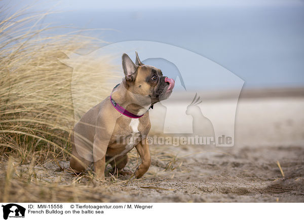 Franzsische Bulldogge an der Ostsee / French Bulldog on the baltic sea / MW-15558