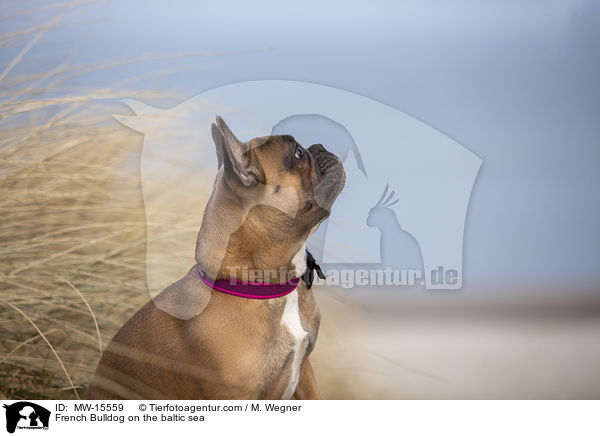 Franzsische Bulldogge an der Ostsee / French Bulldog on the baltic sea / MW-15559