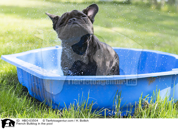 Franzsische Bulldogge im Pool / French Bulldog in the pool / HBO-03504