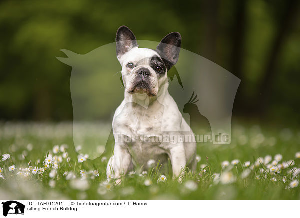 sitzende Franzsische Bulldogge / sitting French Bulldog / TAH-01201