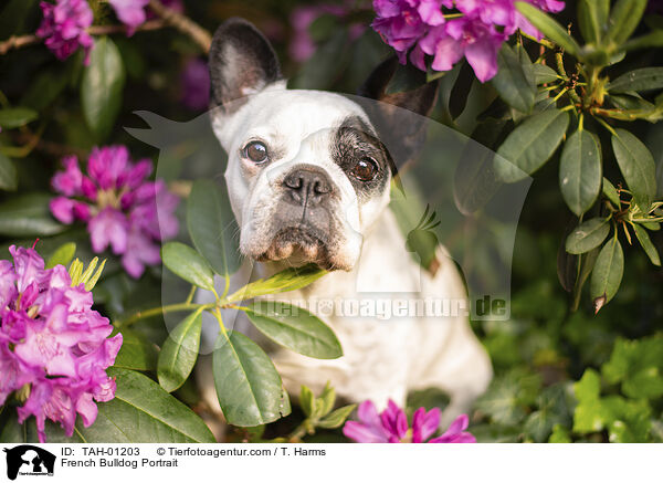 Franzsische Bulldogge Portrait / French Bulldog Portrait / TAH-01203