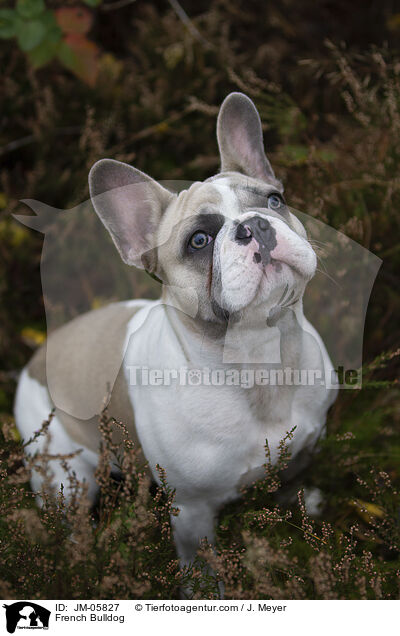 Franzsische Bulldogge / French Bulldog / JM-05827