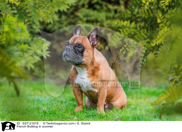 Franzsische Bulldogge im Sommer / French Bulldog in summer / SST-21678