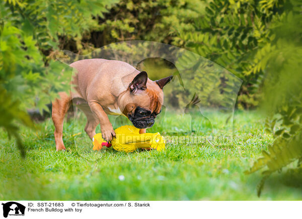 Franzsische Bulldogge mit Gummihuhn / French Bulldog with toy / SST-21683