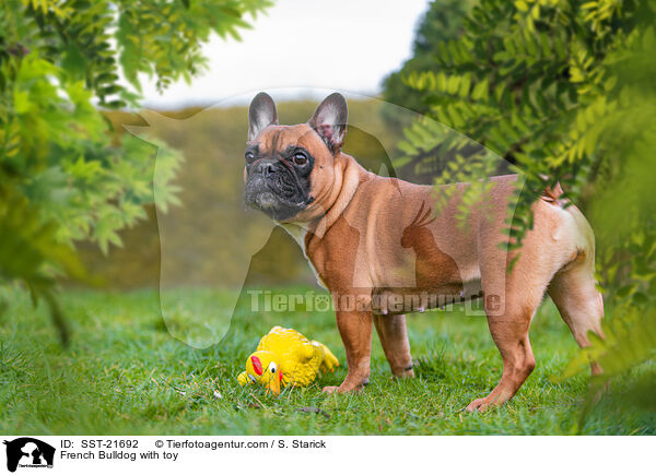 Franzsische Bulldogge mit Gummihuhn / French Bulldog with toy / SST-21692