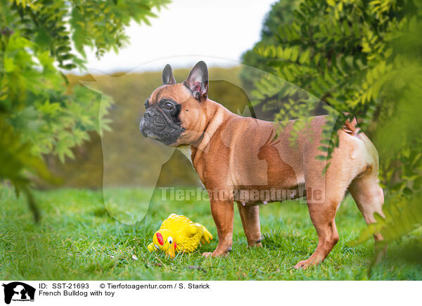Franzsische Bulldogge mit Gummihuhn / French Bulldog with toy / SST-21693
