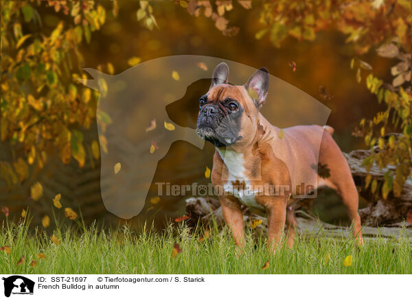 Franzsische Bulldogge im Herbst / French Bulldog in autumn / SST-21697