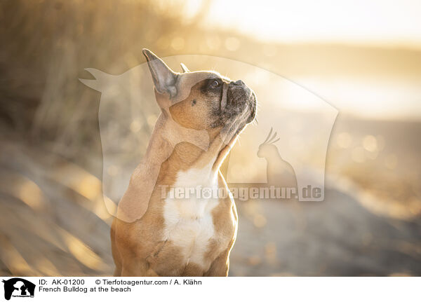 Franzsische Bulldogge am Strand / French Bulldog at the beach / AK-01200