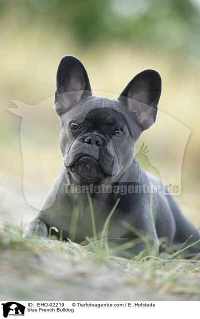 blaue Franzsische Bulldogge / blue French Bulldog / EHO-02219