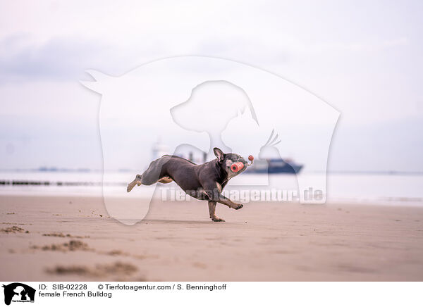 Franzsische Bulldogge Hndin / female French Bulldog / SIB-02228