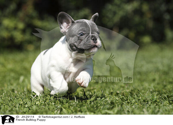 Franzsische Bulldogge Welpe / French Bulldog Puppy / JH-29114