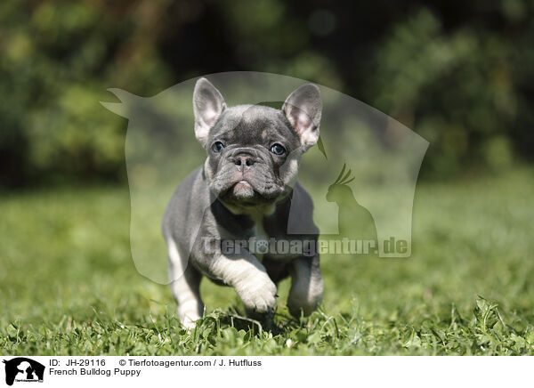 Franzsische Bulldogge Welpe / French Bulldog Puppy / JH-29116