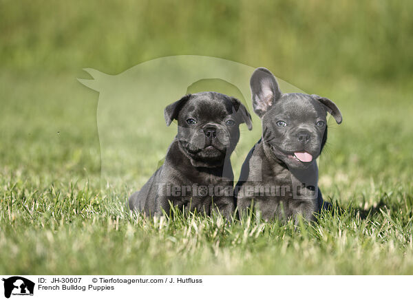 French Bulldog Puppies / JH-30607