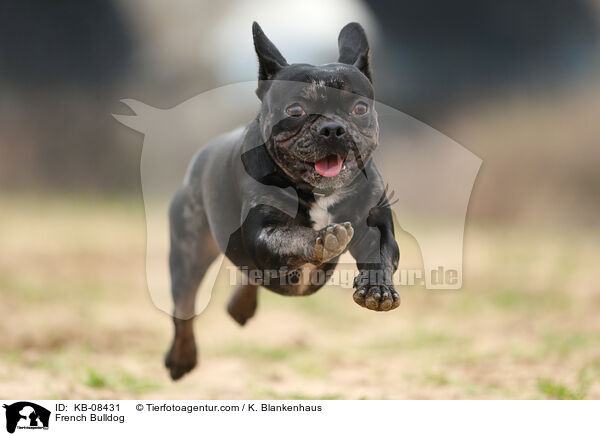 French Bulldog / KB-08431