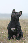 sitting French Bulldog