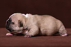 French Bulldog Puppy