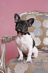 French Bulldog on chair