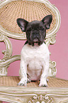 French Bulldog on chair