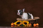 French Bulldog puppy